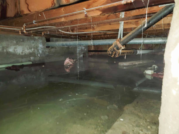 Best Water damage mitigation services  in Grants, NM
